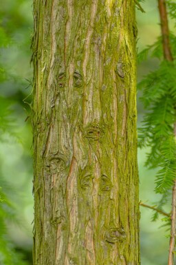 Taxodium distichum beveerd 18/20