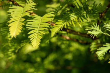 Taxodium distichum beveerd 18/20
