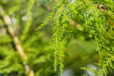 Taxodium distichum beveerd 18/20