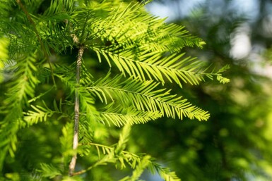 Taxodium distichum beveerd 18/20
