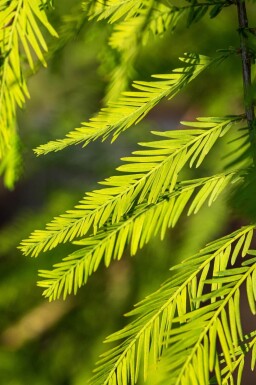 Taxodium distichum beveerd 18/20