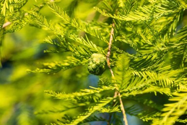Taxodium distichum beveerd 18/20