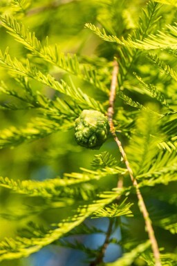 Taxodium distichum beveerd 18/20