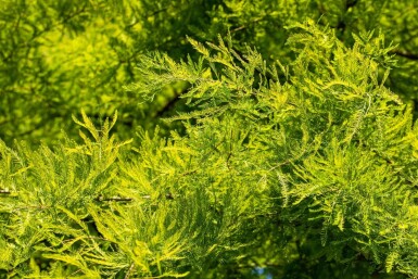 Taxodium distichum beveerd 18/20