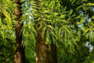 Taxodium distichum beveerd 18/20