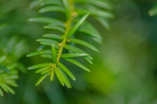 Taxus baccata hoogstam 10/12
