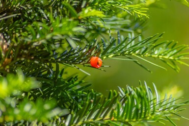 Taxus baccata hoogstam