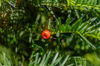 Taxus baccata hoogstam 10/12