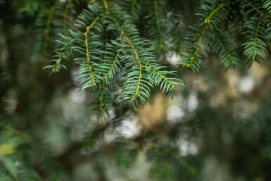 Taxus baccata hoogstam 10/12