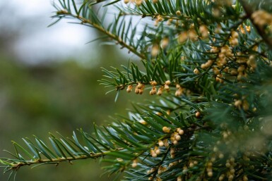 Taxus baccata hoogstam 10/12