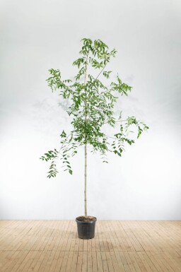 Tetradium daniellii hoogstam