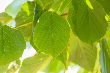 Tilia americana 'Nova' hoogstam 20/25