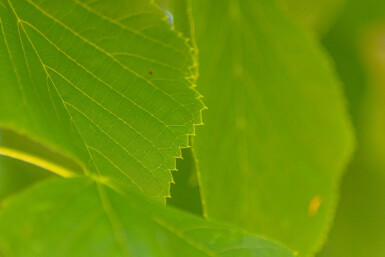 Tilia americana 'Nova' hoogstam 20/25