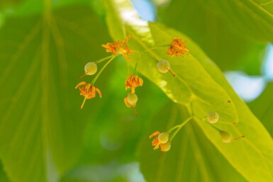 Tilia americana 'Nova' hoogstam 20/25