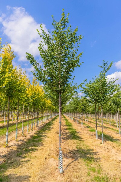 Tilia cordata hoogstam 16/18