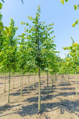 Tilia cordata hoogstam