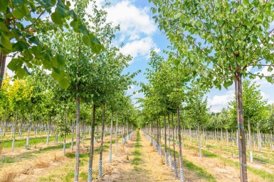 Tilia cordata hoogstam 16/18