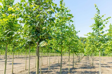 Tilia cordata hoogstam 16/18