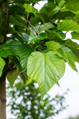 Tilia cordata hoogstam 16/18
