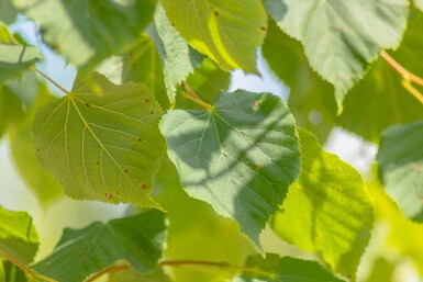 Tilia cordata hoogstam 16/18