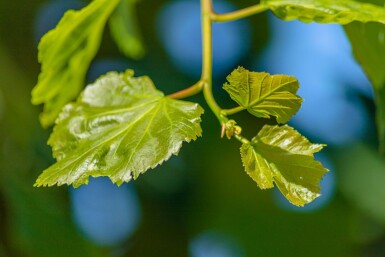 Tilia cordata hoogstam 16/18