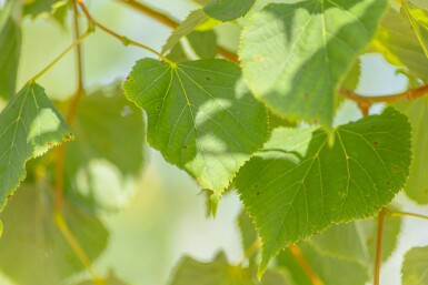Tilia cordata beveerd