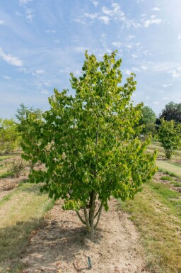 Tilia cordata meerstammig