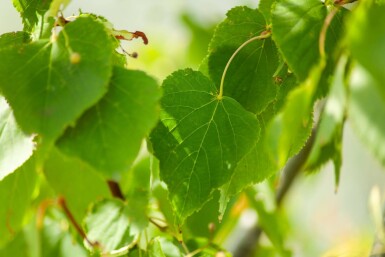 Tilia cordata meerstammig