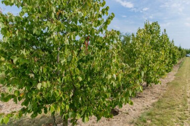 Tilia cordata meerstammig
