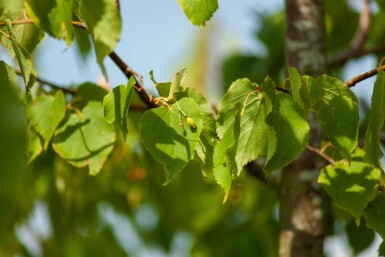 Tilia cordata meerstammig