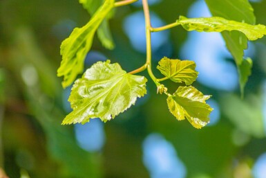 Tilia cordata meerstammig