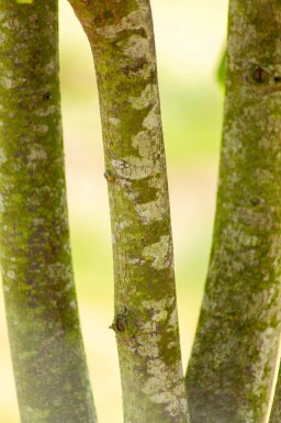 Tilia cordata meerstammig