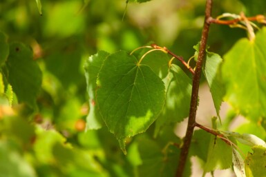 Tilia cordata meerstammig