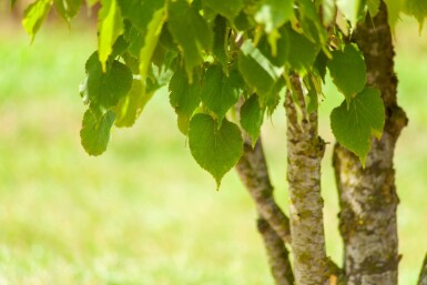 Tilia cordata meerstammig