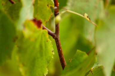 Tilia cordata meerstammig