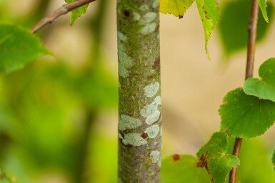Tilia cordata meerstammig