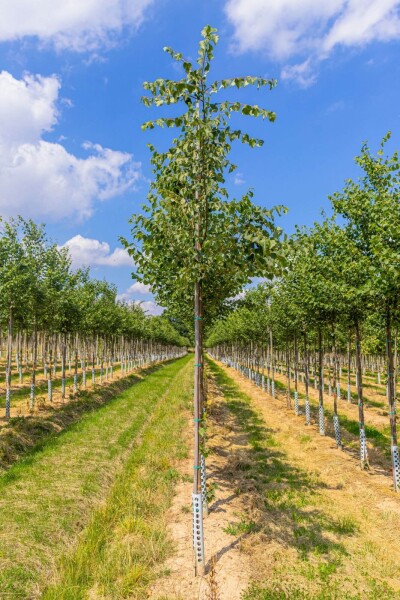 Tilia cordata 'Böhlje' hoogstam 12/14