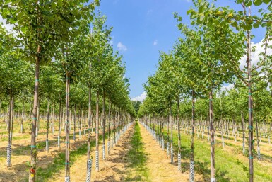 Tilia cordata 'Böhlje' hoogstam