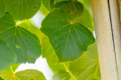 Tilia cordata 'Böhlje' hoogstam 12/14