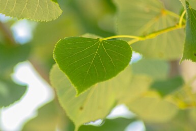 Tilia cordata 'Böhlje' hoogstam 12/14