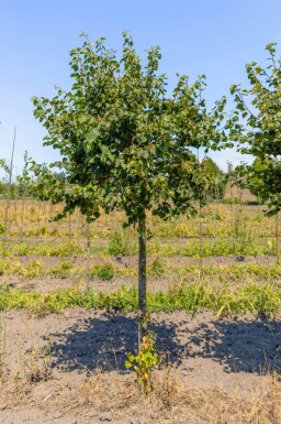 Tilia cordata 'Green Globe' hoogstam