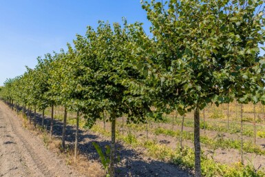 Tilia cordata 'Green Globe' hoogstam
