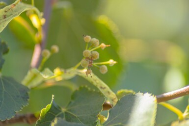Tilia cordata 'Green Globe' hoogstam 6/8 180cm stam