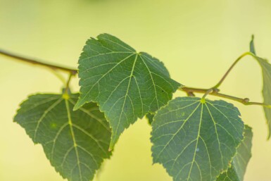Tilia cordata 'Green Globe' bolvorm