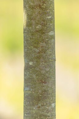Tilia cordata 'Green Globe' bolvorm