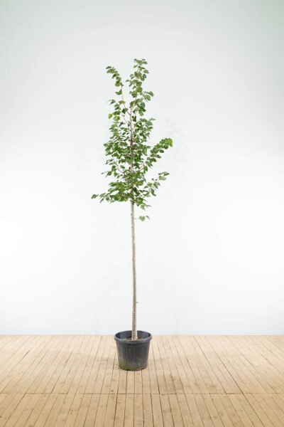 Tilia cordata 'Greenspire' hoogstam 12/14