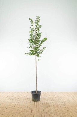 Tilia cordata 'Greenspire' hoogstam