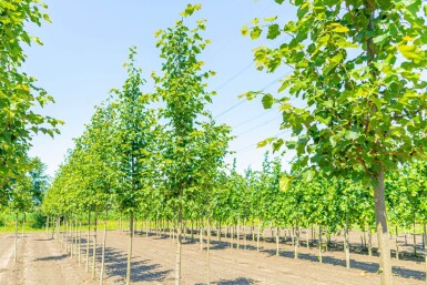 Tilia cordata 'Greenspire' hoogstam 12/14