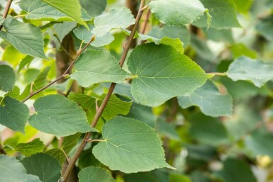 Tilia cordata 'Greenspire' hoogstam 12/14