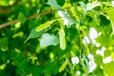 Tilia cordata 'Greenspire' hoogstam 12/14